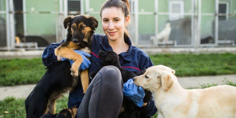 Adopcja psa ze schroniska