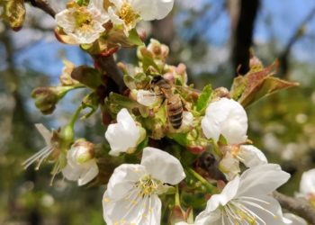 Miód w kosmetyce – dlaczego warto włączyć go do codziennej pielęgnacji skóry?