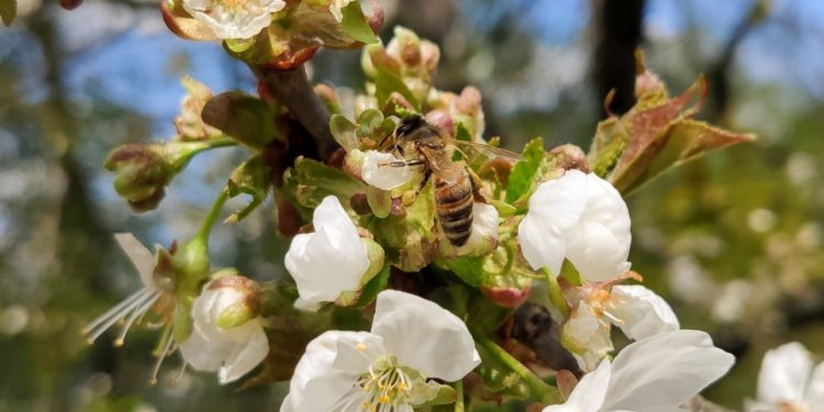 Miód w kosmetyce – dlaczego warto włączyć go do codziennej pielęgnacji skóry?