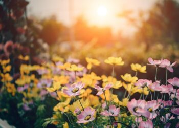 przygotowanie ogrodu